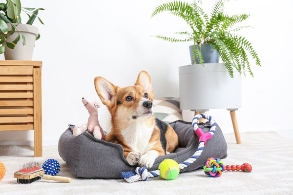 https://cdn.shopify.com/s/files/1/2715/7980/files/Corgi_Surrounded_by_Toys_600x600.jpg?v=1682466012