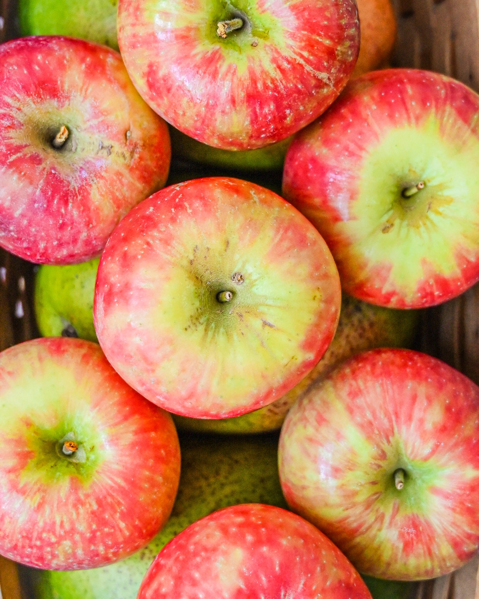 Are apples safe for dogs?