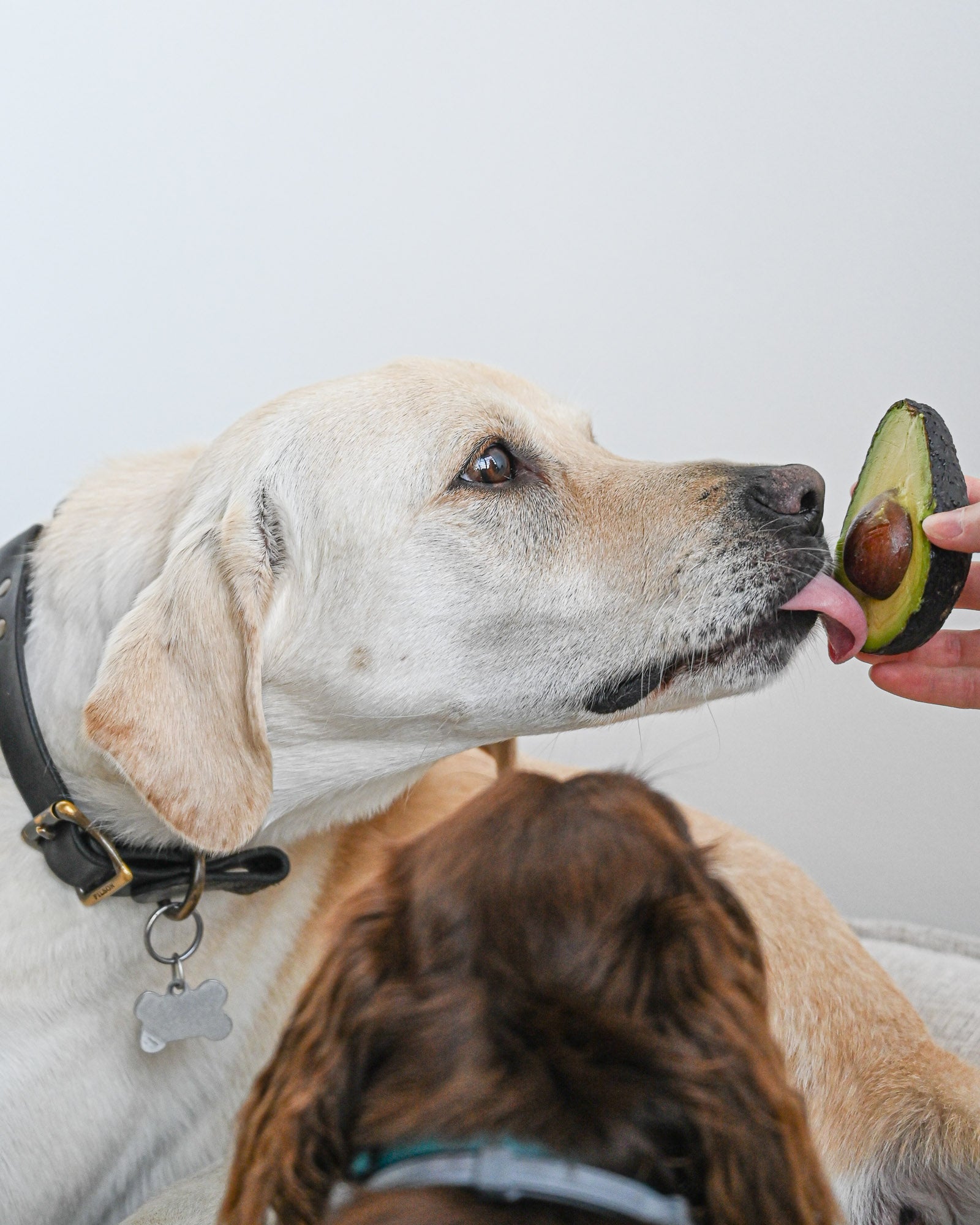 Dog eating avocado