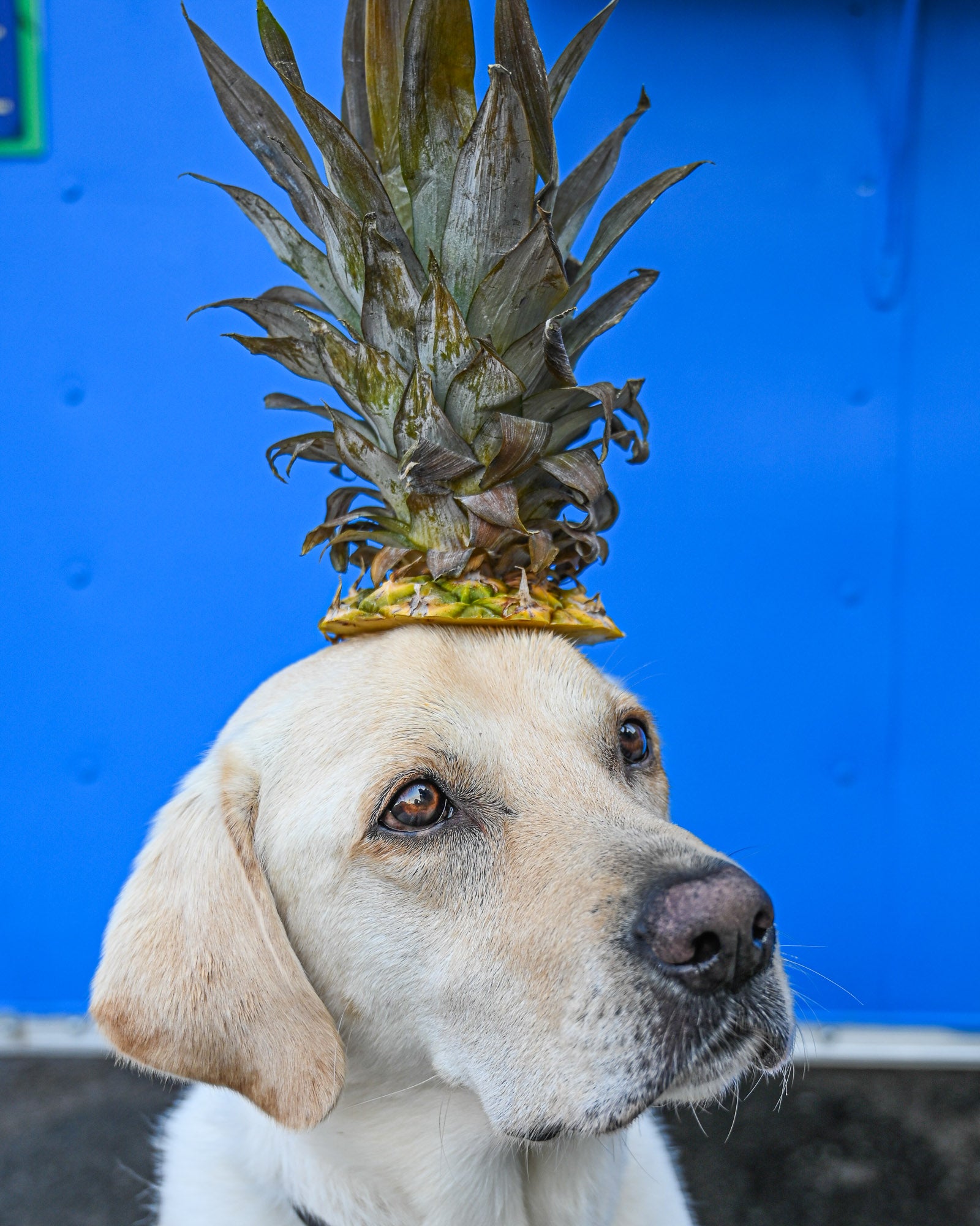 Can dogs eat pineapple