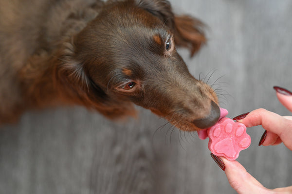 Skin + Coat Frozen Strawberry Treats