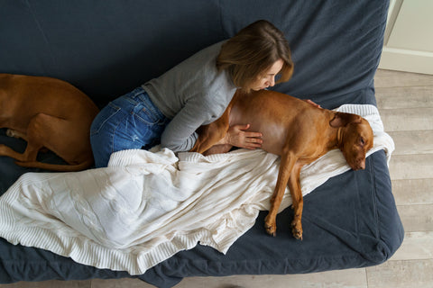 A woman lies on a sofa and comforts her dog by rubbing its stomach.