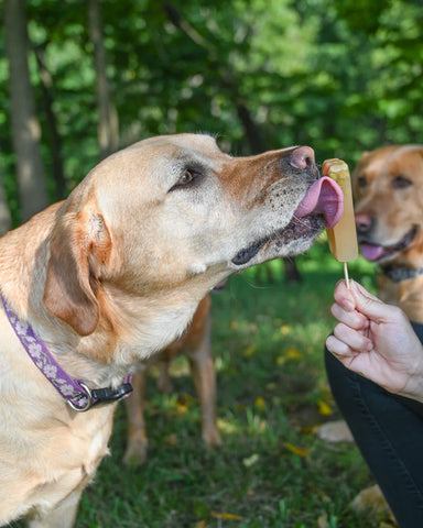 A dog licks a homemade pupsicle.