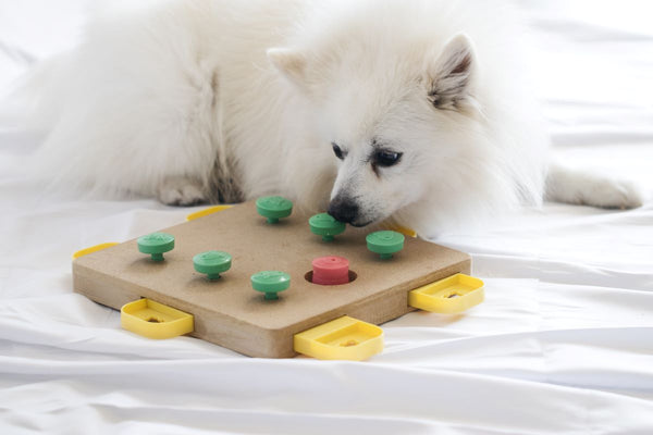 10 Fun Brain Games For Dogs - Puppy Leaks