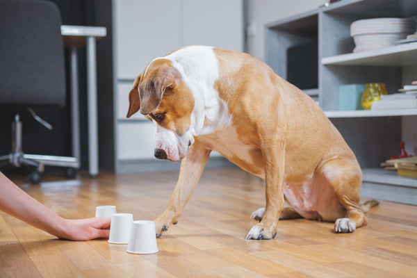 10 Brain Games to Play With Your Dog