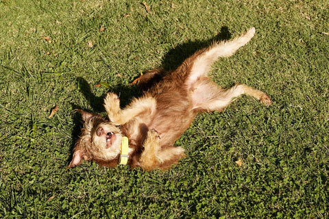 why is my dog rolling around on his back