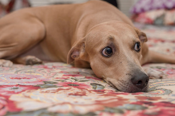 A worried-looking brown dog lays on the carpet.