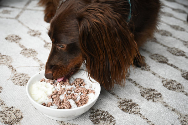 Can Dogs Eat Ground Beef? What You Need To Know – The Native Pet