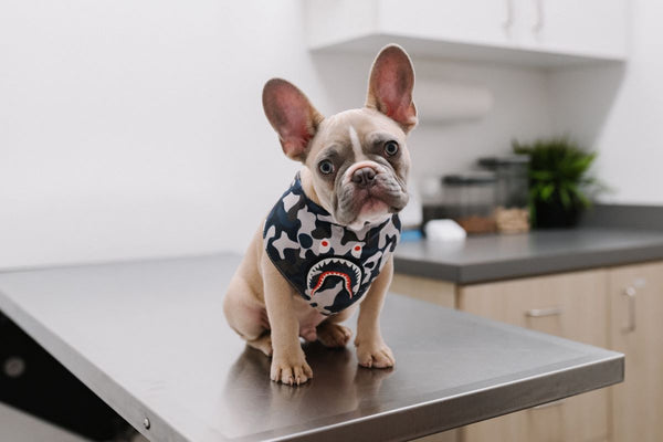 A French Bulldog in a bib sits on an examination table at the vet.