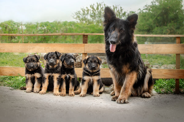 German shepherd with their puppies