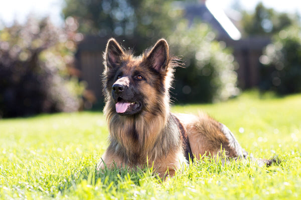 German Shepherd lying on the grass