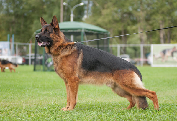 King shepherd vs German shepherd: German shepherd outside on a leash