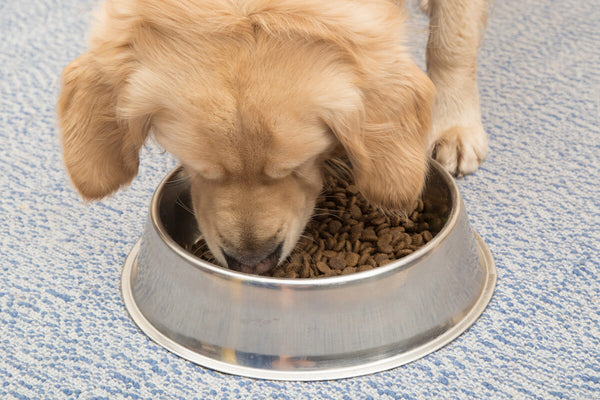 do golden retrievers need grain in their diet? 2