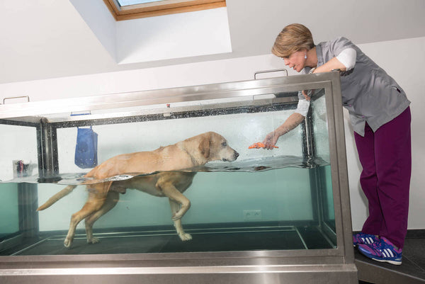 dog joint pain: woman guiding a dog undergoing hydrotherapy