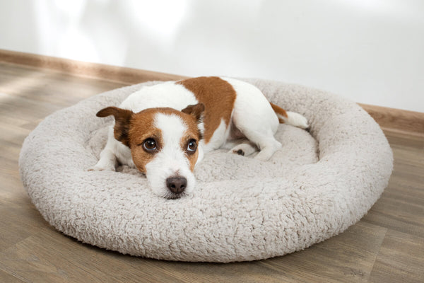 Gut health for dogs: Jack Russell Terrier lying on a dog bed