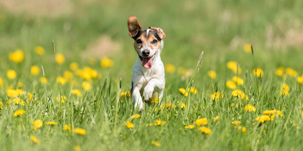 Dog seasonal allergies: Jack Russell Terrier running across a field