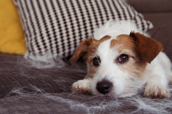 Are Jack Russell Terriers hypoallergenic: Jack Russell lying on a couch