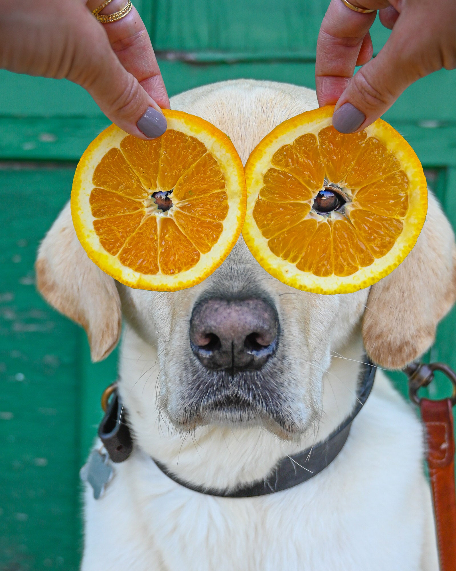 are orange good for dogs