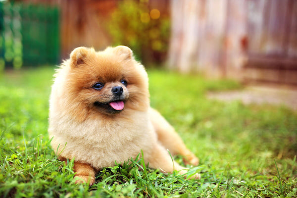 Are Pomeranians Hypoallergenic? Advice for Those With Allergies – The ...