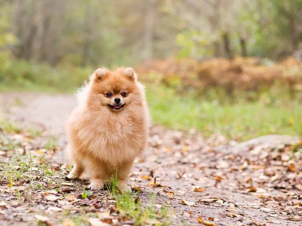 Pomeranian health issues: Pomeranian standing on a hiking trail