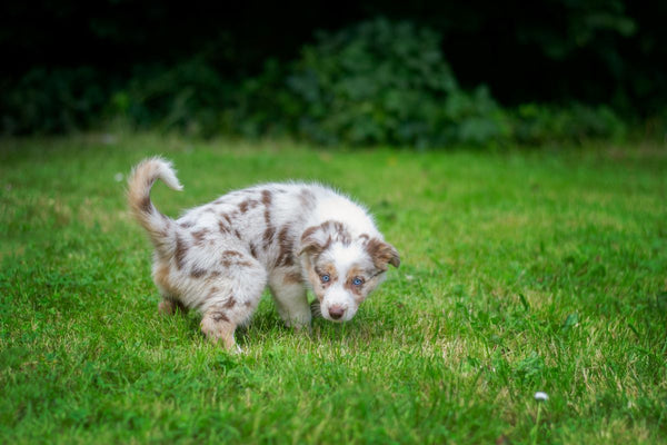 A brown and white puppy squats in grass to go potty.