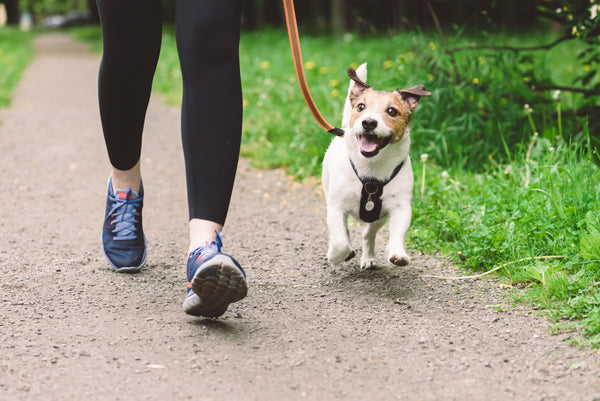 A woman walks on a hiking trail with her dog.