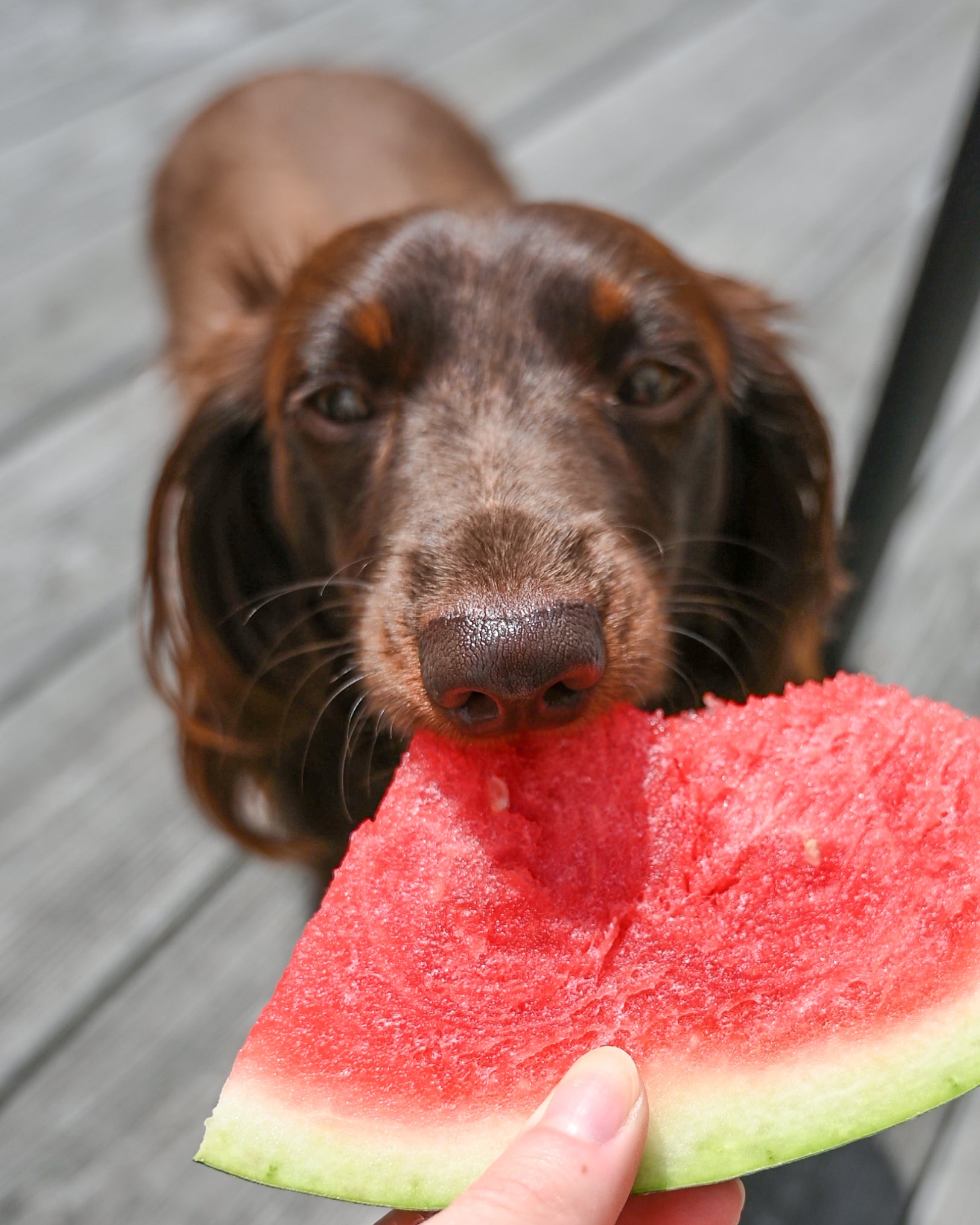 what happens when dogs eat fruit