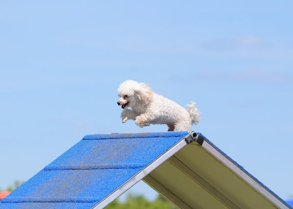 Types of poodles: Toy Poodle at an agility course