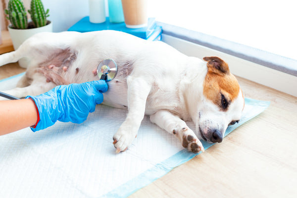 How is parvo diagnosed and treated in dogs?