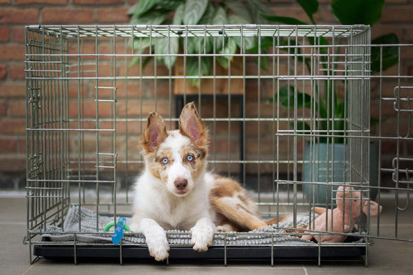 Red merle border collie puppy sitting inside metal dog crate looking out the door