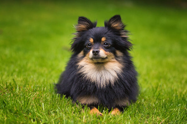 Black Pomeranian lying on the grass