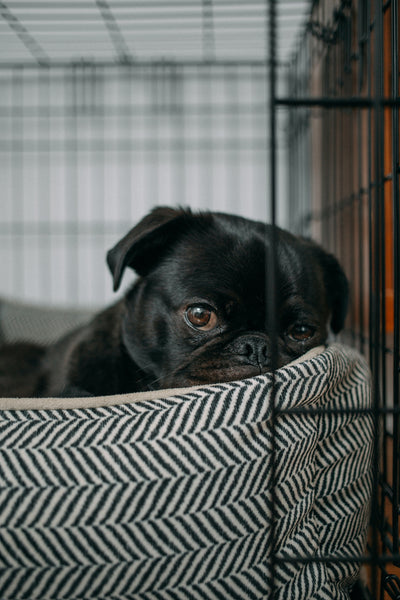 A black pug lays in a black and white patterened dog bed situated inside a metal dog crate