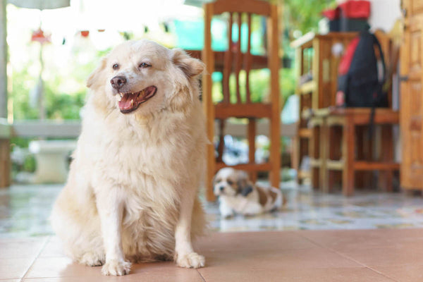 chubby Thai dog