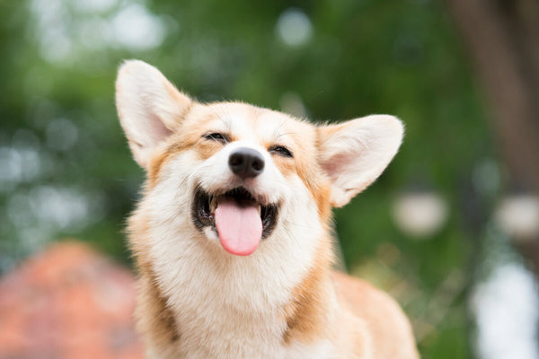 Are Corgis aggressive: cute Corgi showing his tongue