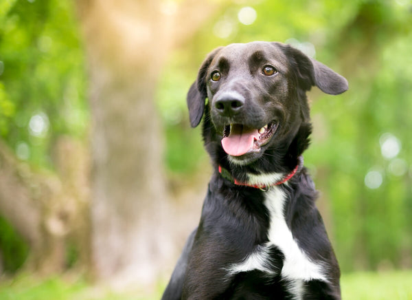 Cute black dog outdoors