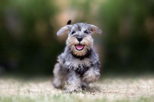 Cute puppy running outside