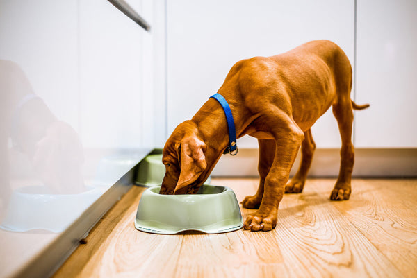 Gut health for dogs: dog eating from their food bowl