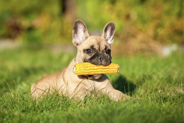 can dogs eat corn: Dog sitting in a field while biting a corn on the cob