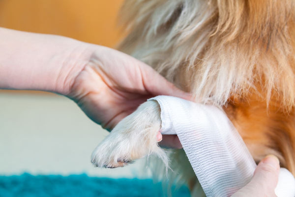 A human wraps a bandage around a dog’s paw.
