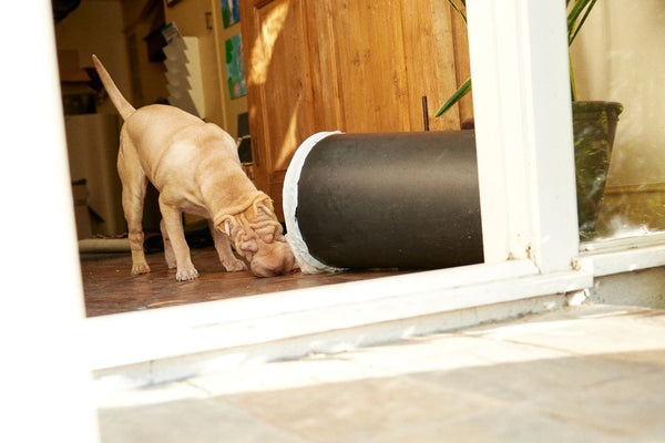 A dog rummages through a trash can.