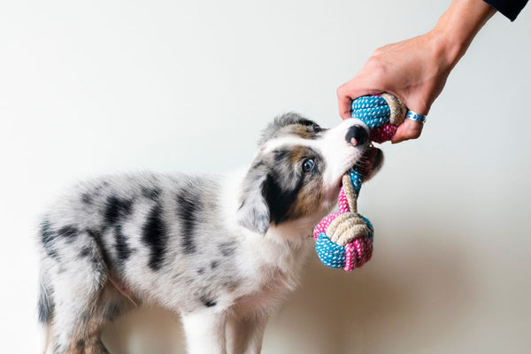 A hand holds a tug toy out to a puppy.