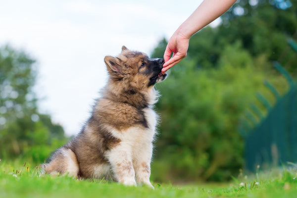 A hand reaches out to give a puppy a treat.