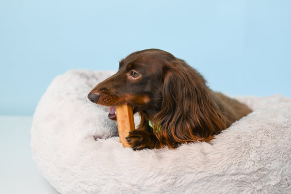 Louie the dog nibbles on a Yak Chew.