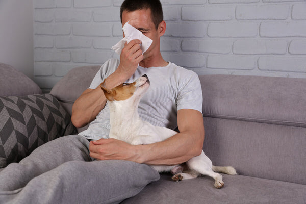 Are Jack Russell Terriers hypoallergenic: man sitting on a couch with his dog