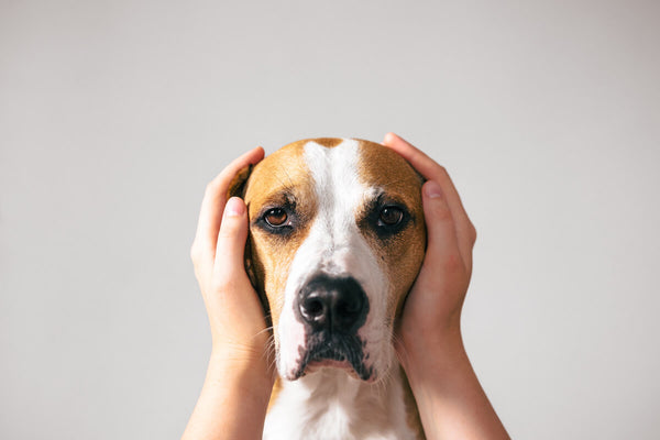 Person covering a dog's ears