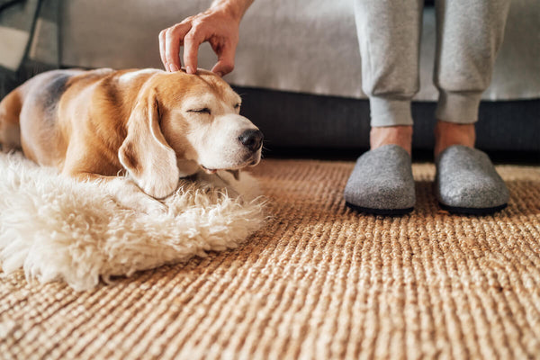 Can dogs eat artichokes: person petting a dog