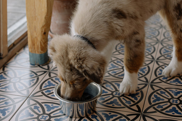 Australian Shepherd Dog puppy eats from a bowl