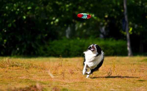 A dog runs to catch a frisbee