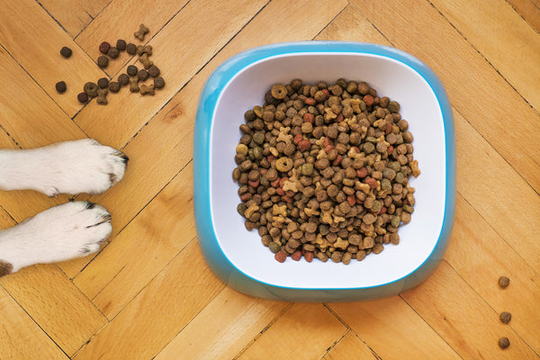 Kibble in a dog bowl with dog paws next to it