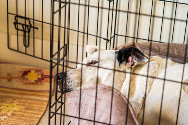 A white dog sleeps inside a wire crate that has its door open